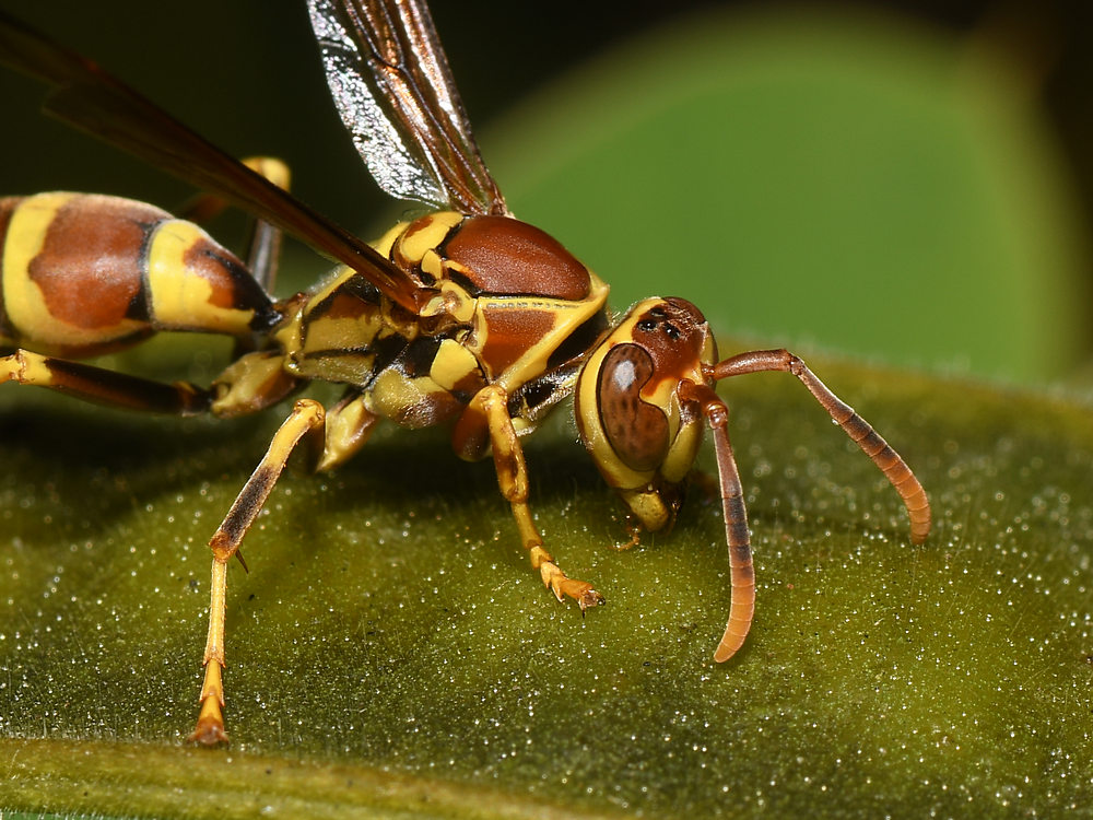 Wasp6.jpg