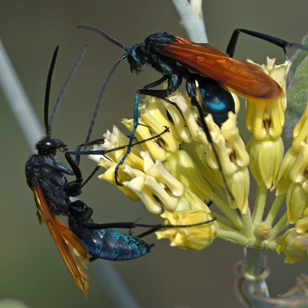Wasp6.jpg