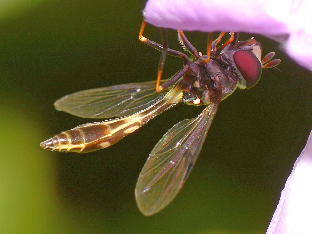 Wasp7.jpg