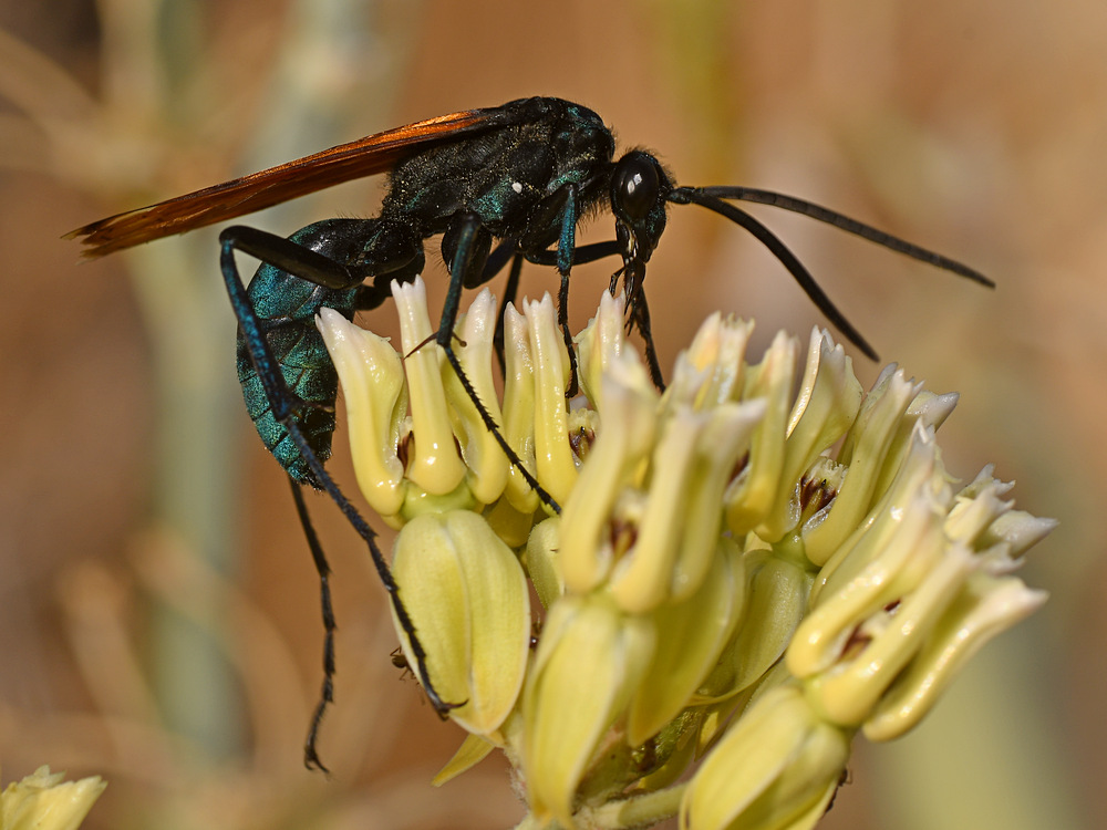 Wasp7.jpg
