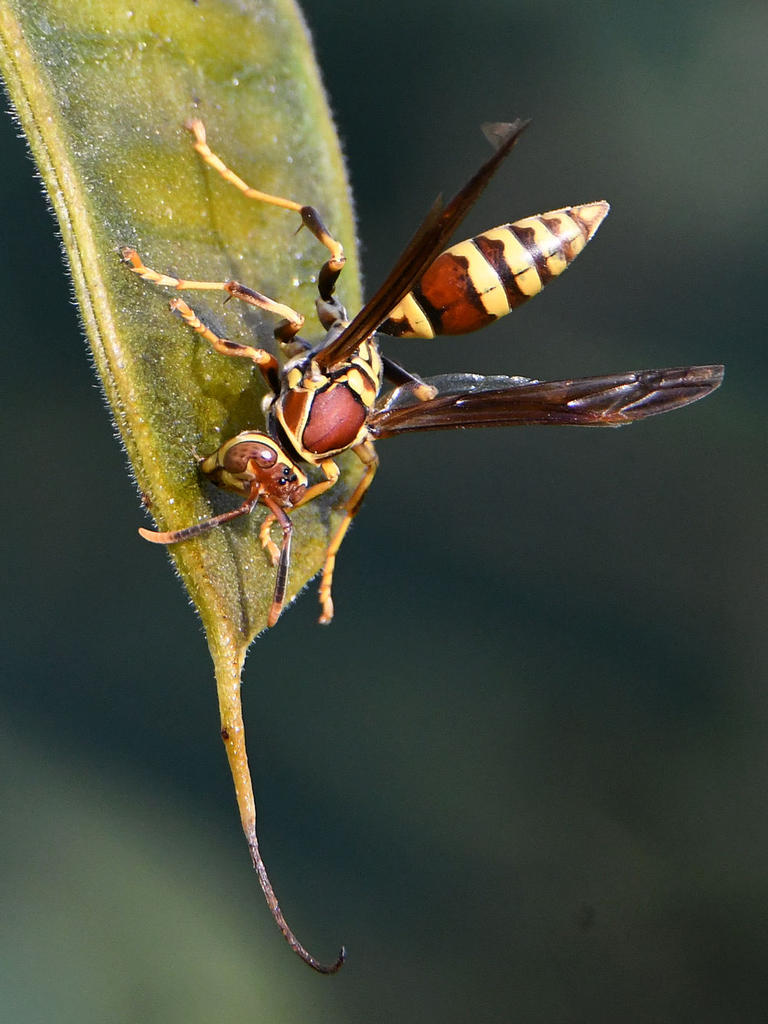 Wasp7.jpg