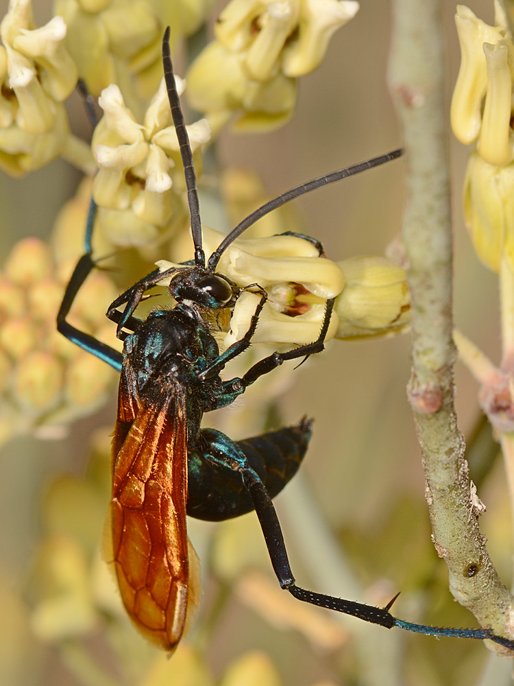 Wasp8.jpg