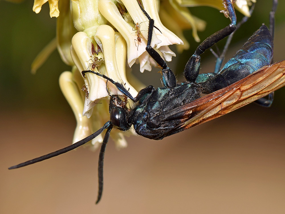 Wasp9.jpg