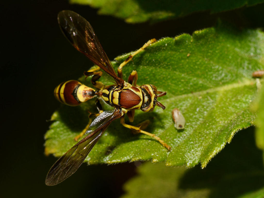 Wasp9.jpg