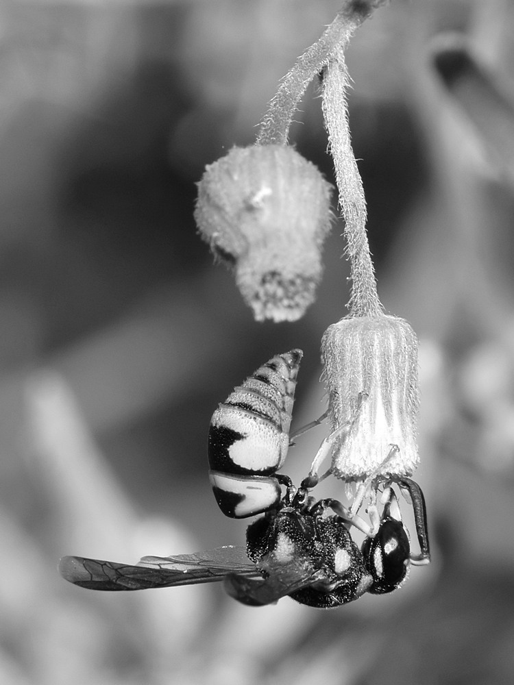 WaspBW.jpg