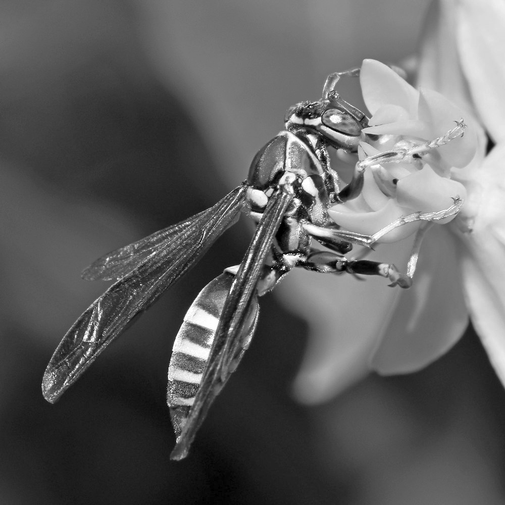 WaspBW.jpg