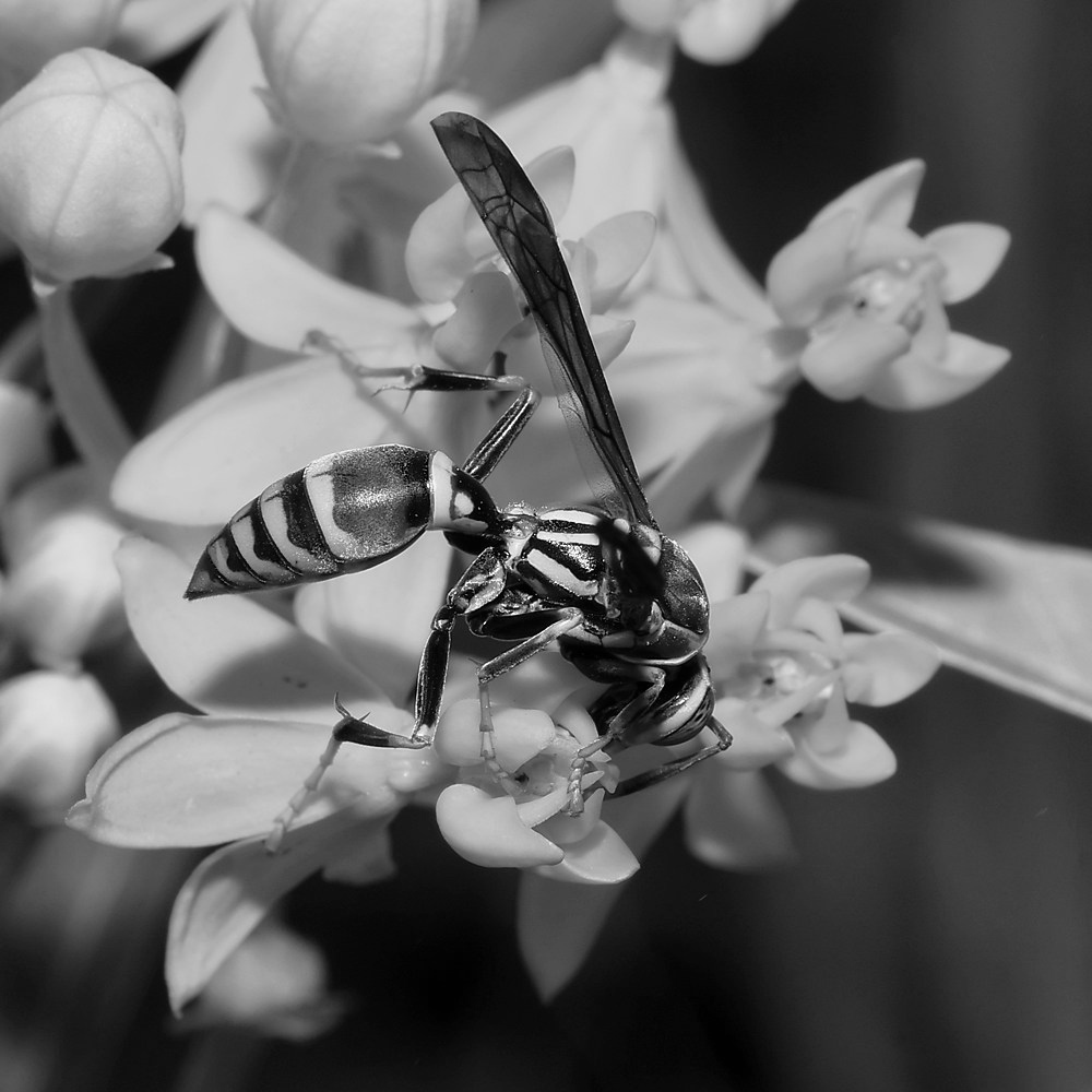 WaspBW.jpg