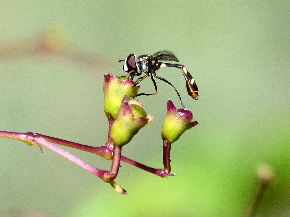 WaspFly2.jpg