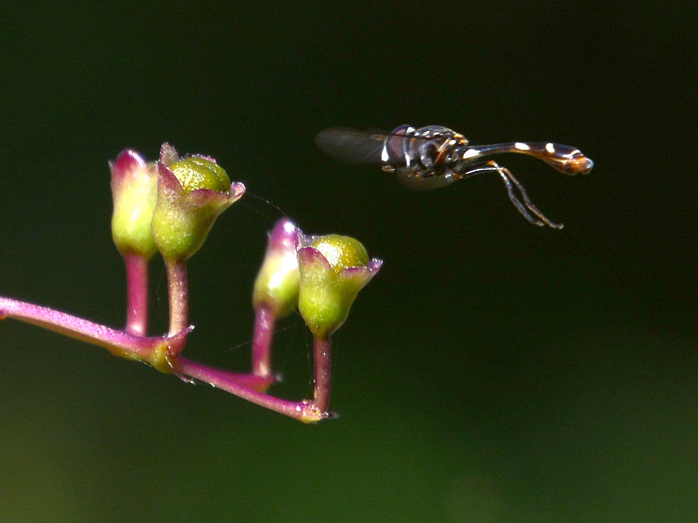WaspFly3.jpg