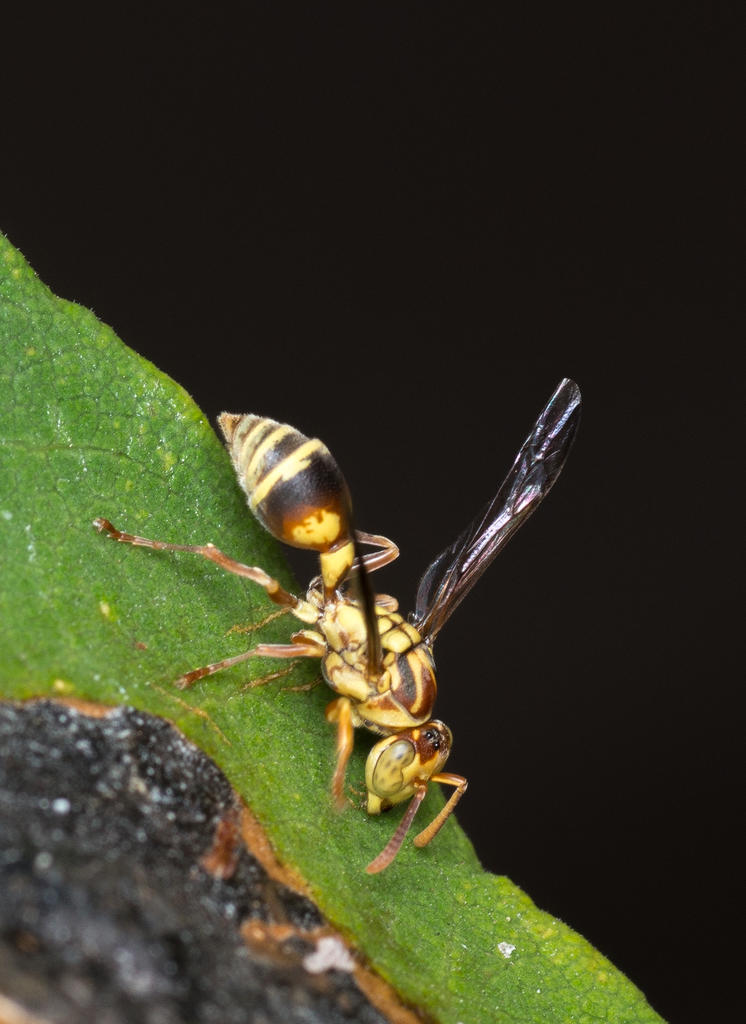Wasps-2.jpg