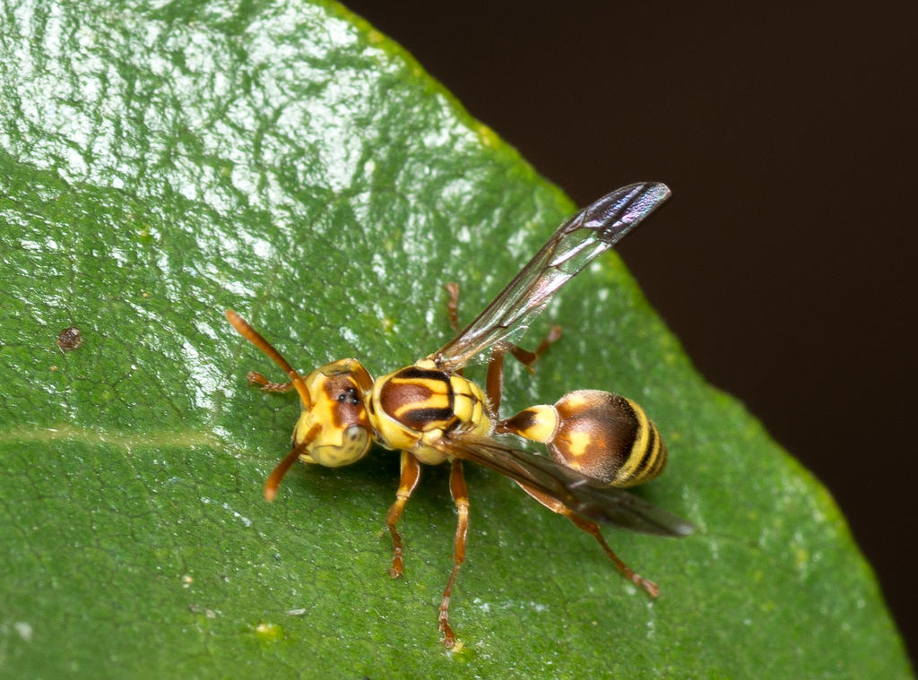 Wasps-3.jpg