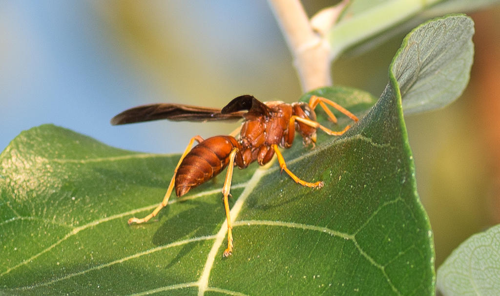 Wasps-6.jpg