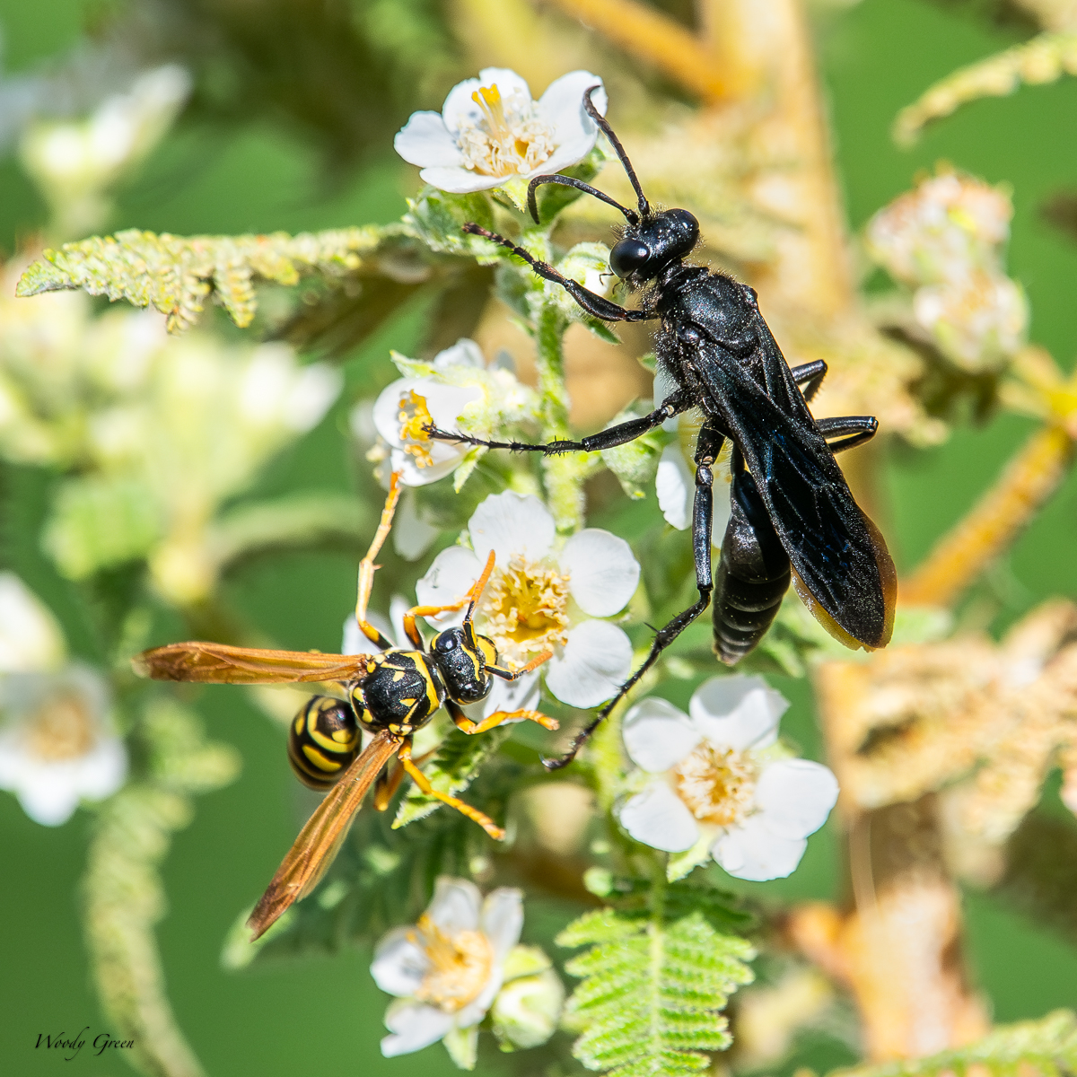 Wasps-79.jpg