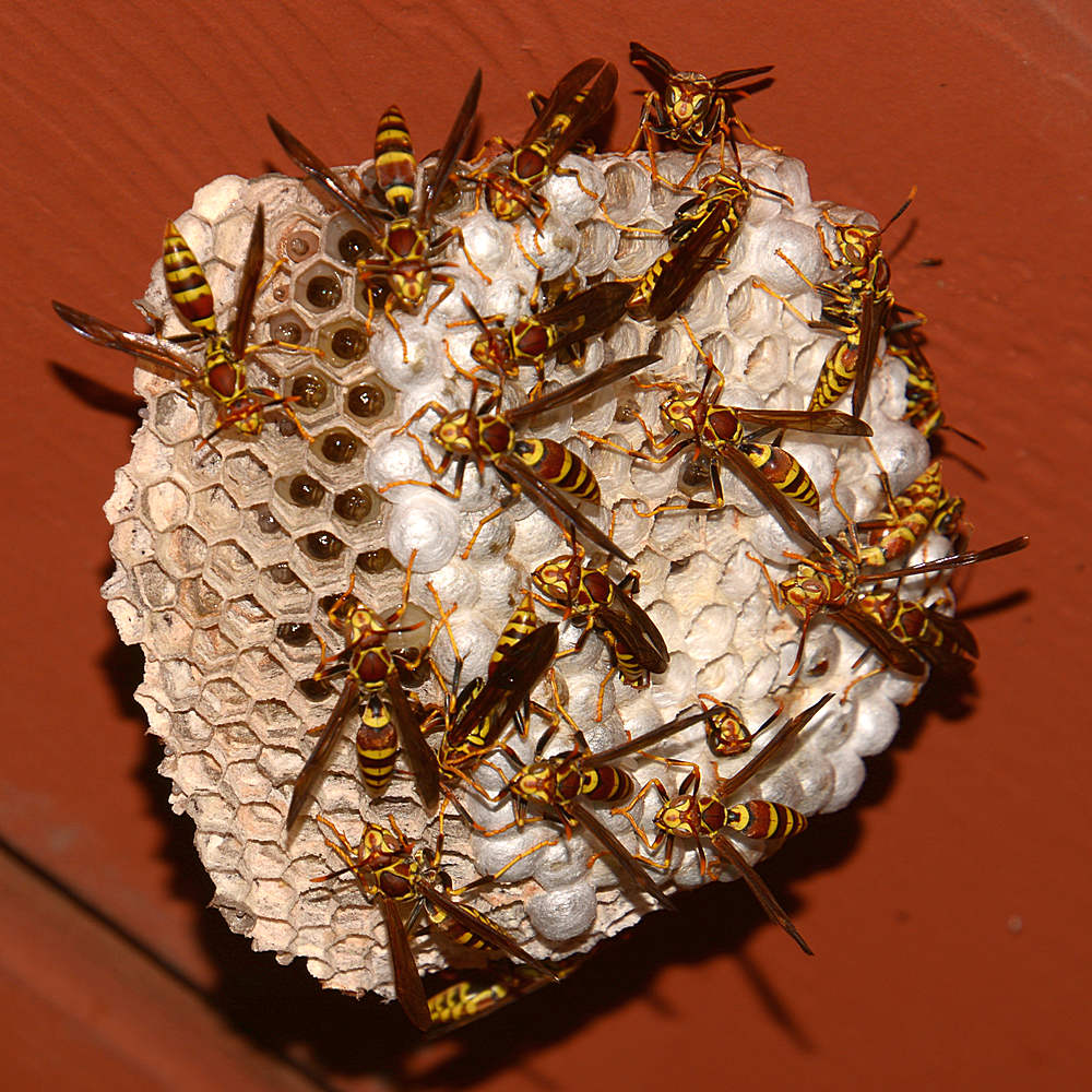 Wasps.jpg