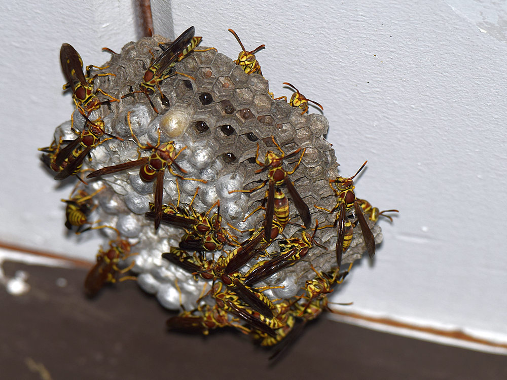 Wasps.jpg