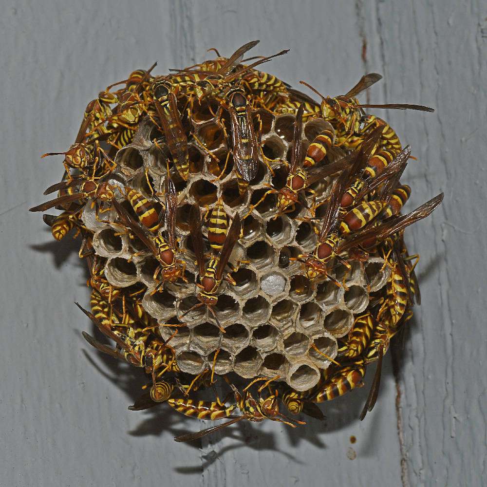 Wasps.jpg
