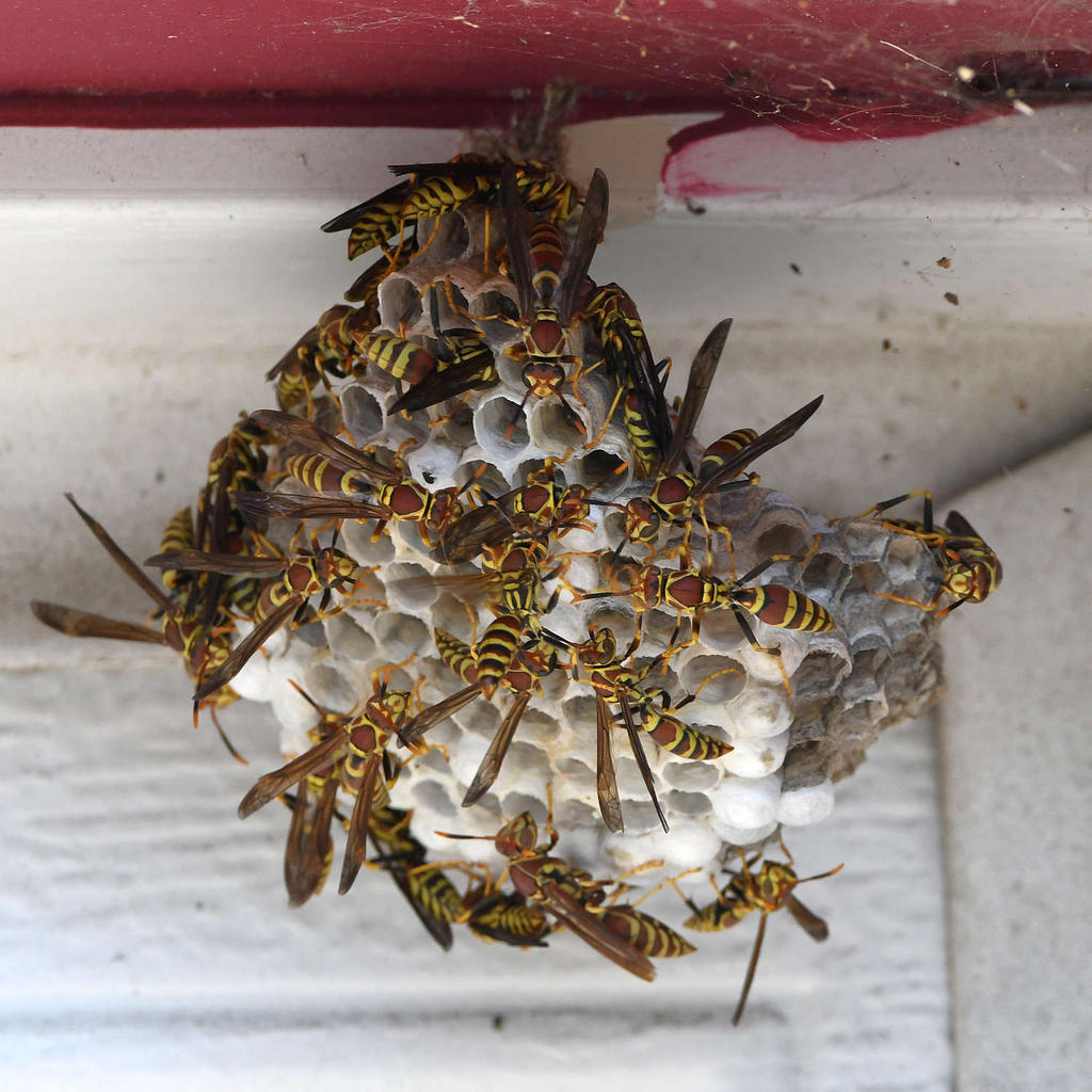 Wasps.jpg