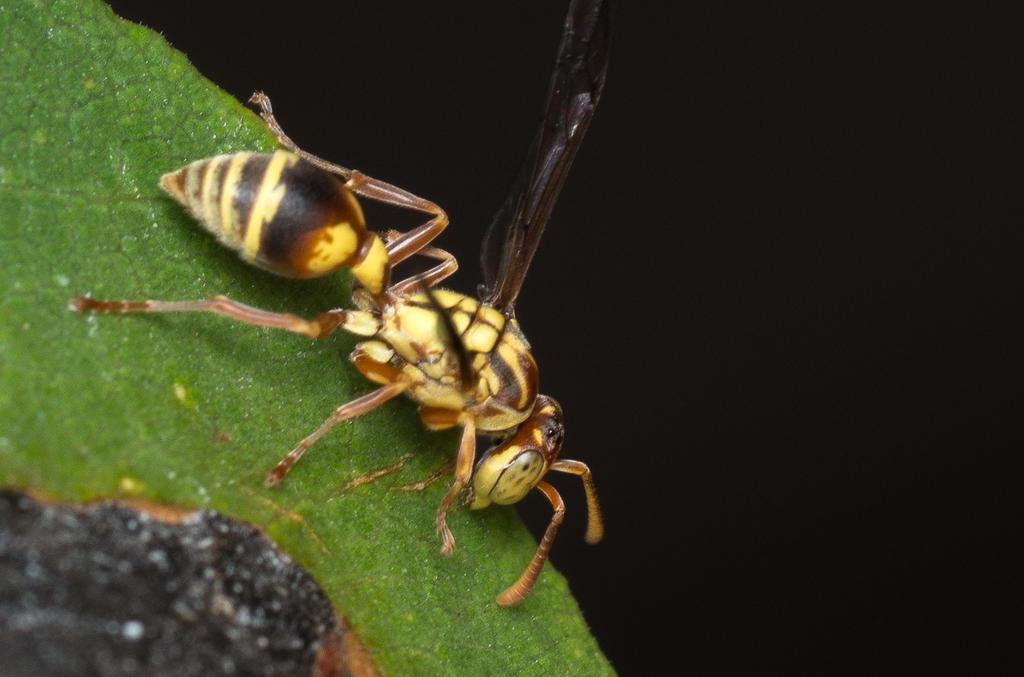 Wasps.jpg