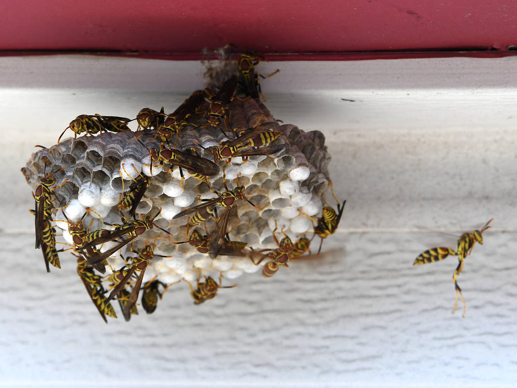 Wasps2.jpg
