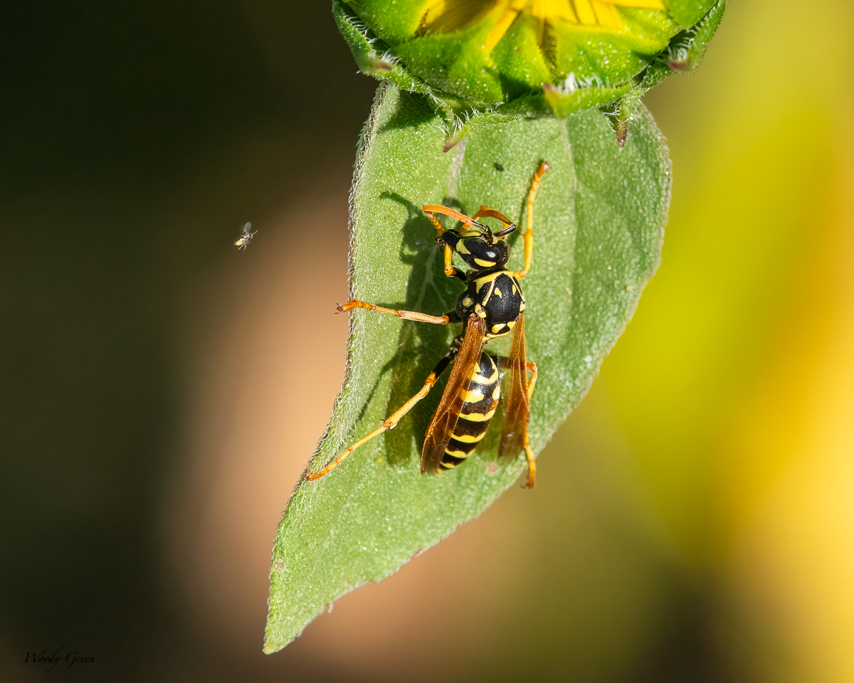 WaspVsMosquito-23.jpg