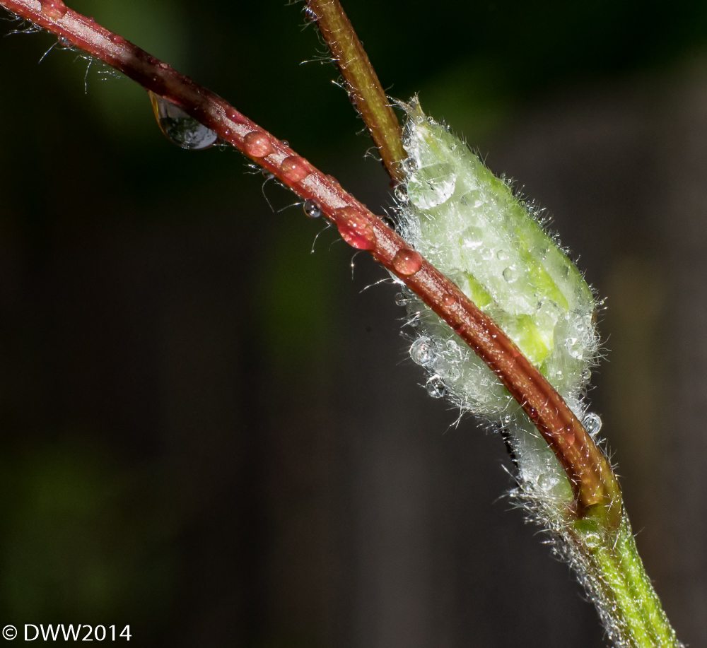 Water Drop Bud (1 of 1).jpg