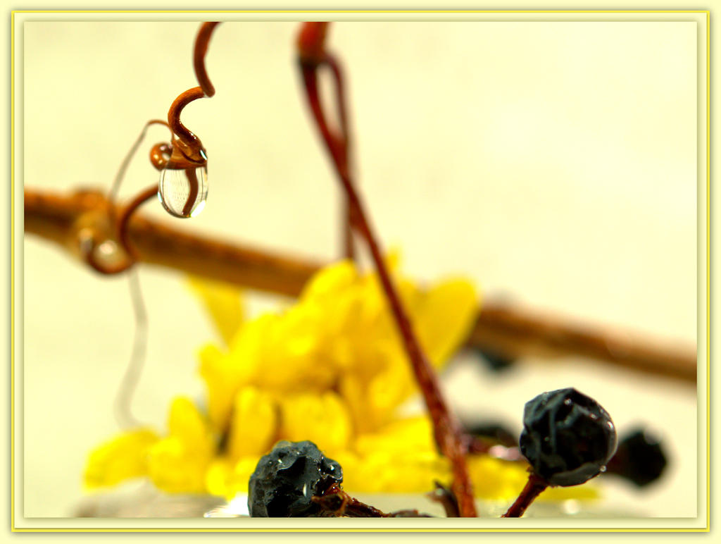 Water Drop with Yellow Flower and Berries.jpg
