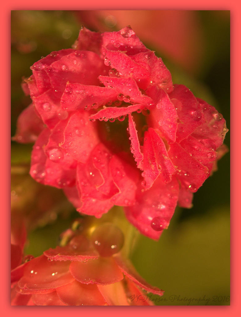 Water Drops on a Tiny Pink Flower  3-28-2016.jpg