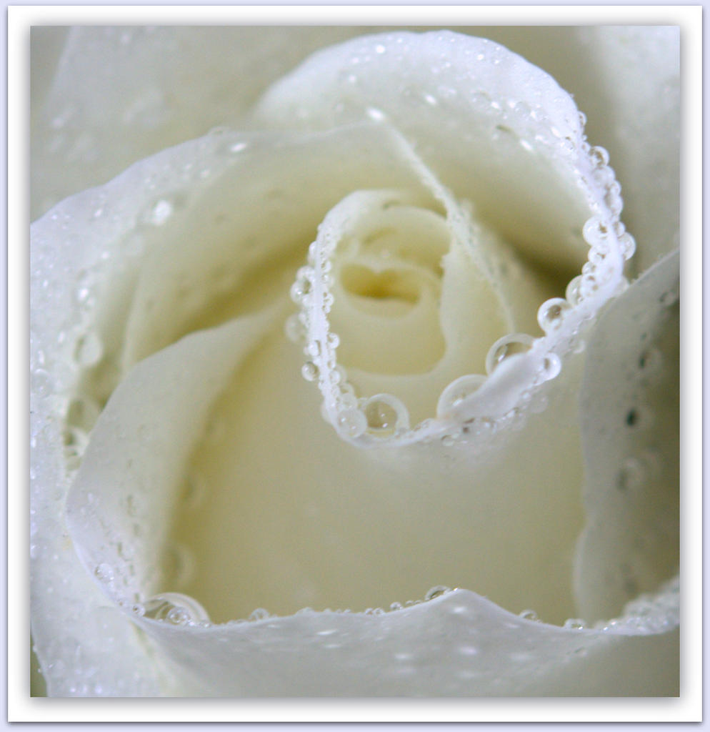 Water Drops on White Rose Close Up.jpg