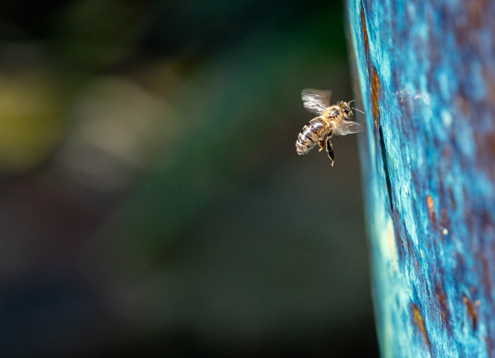 water jet bee small-2.jpg