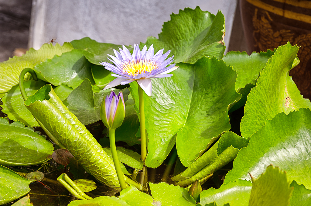 water-lotus-1.jpg