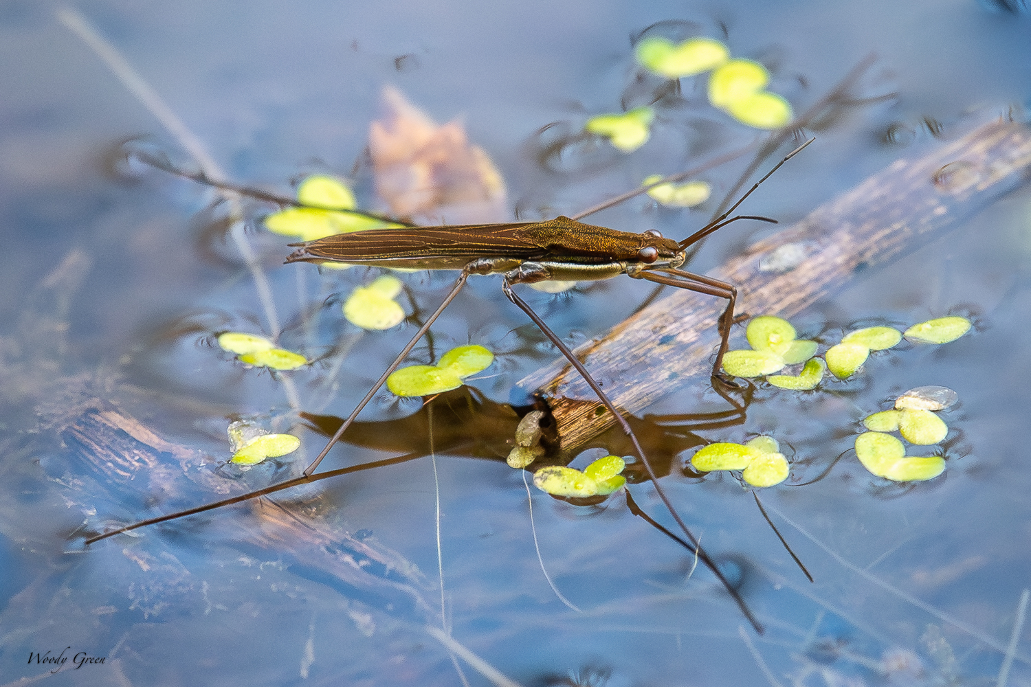 WaterBug-282.jpg