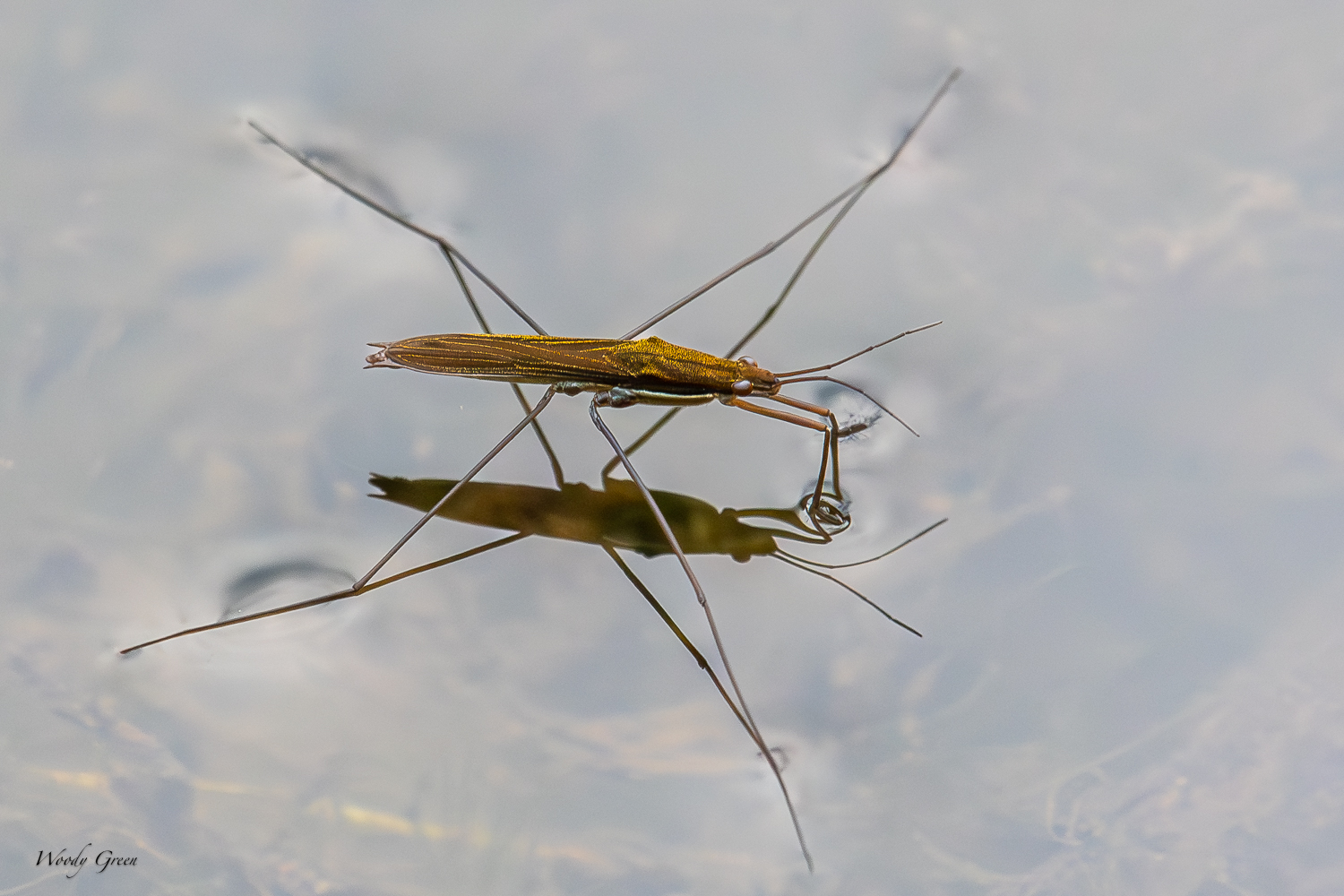 WaterBug-283.jpg