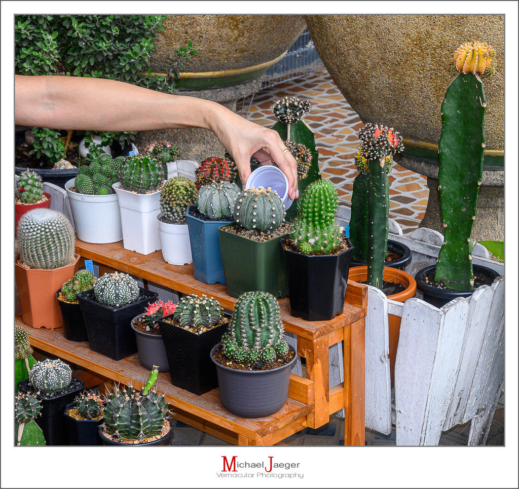 watering-1.jpg