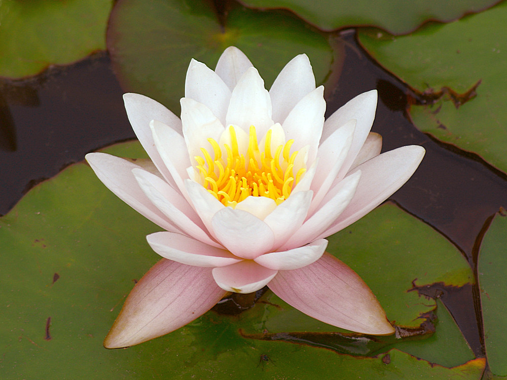 WaterLily.jpg