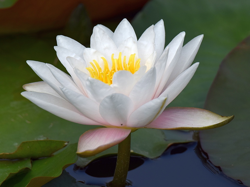 WaterLily.jpg