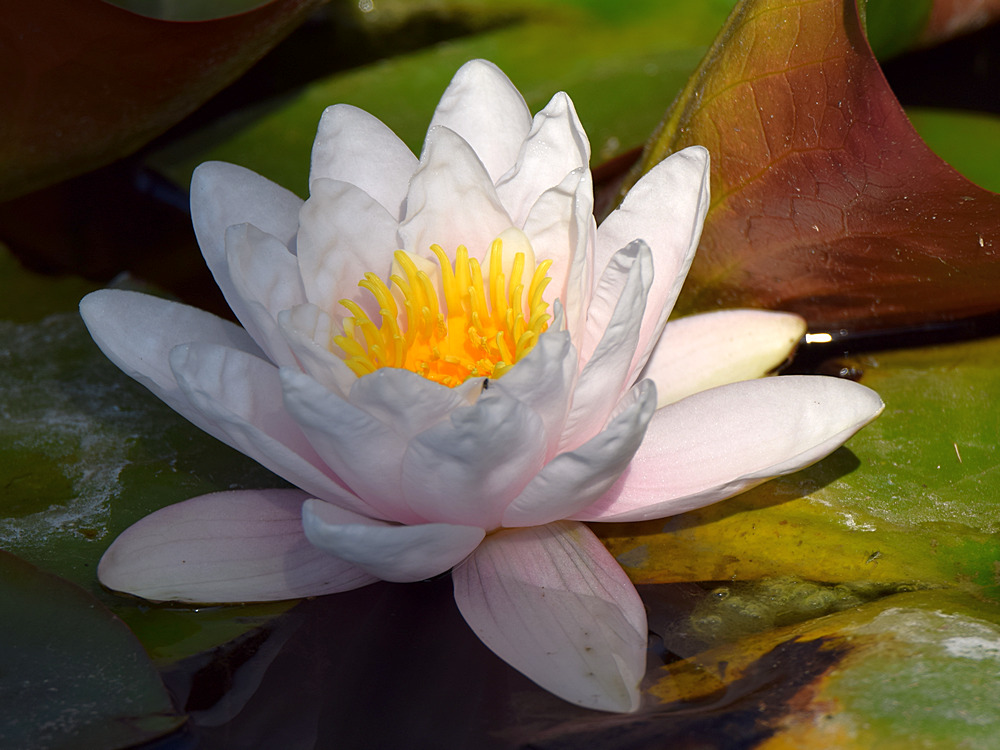 Waterlily.jpg