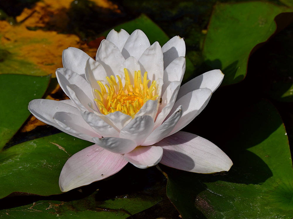 Waterlily.jpg