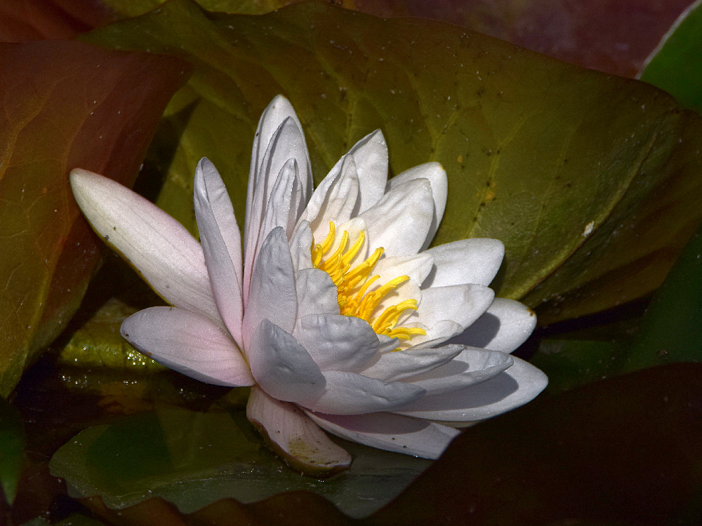 WaterLily.jpg