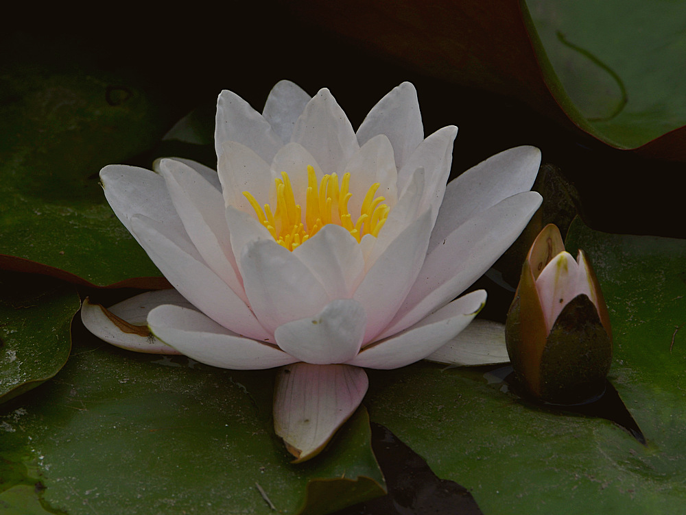 Waterlily.jpg