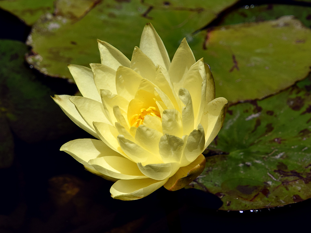 Waterlily.jpg