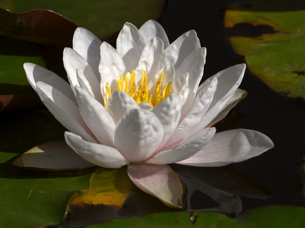 WaterLily.jpg