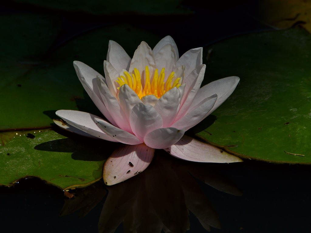 WaterLily.jpg