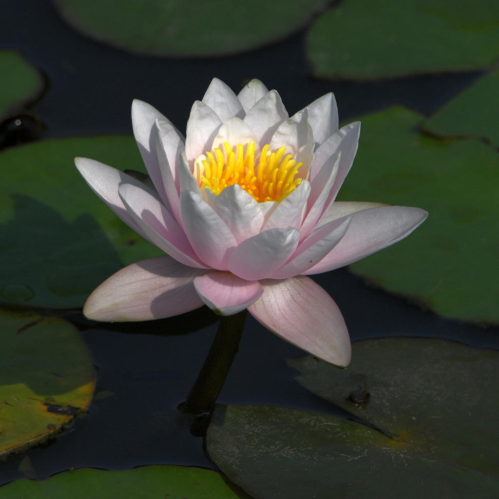WaterLily.jpg