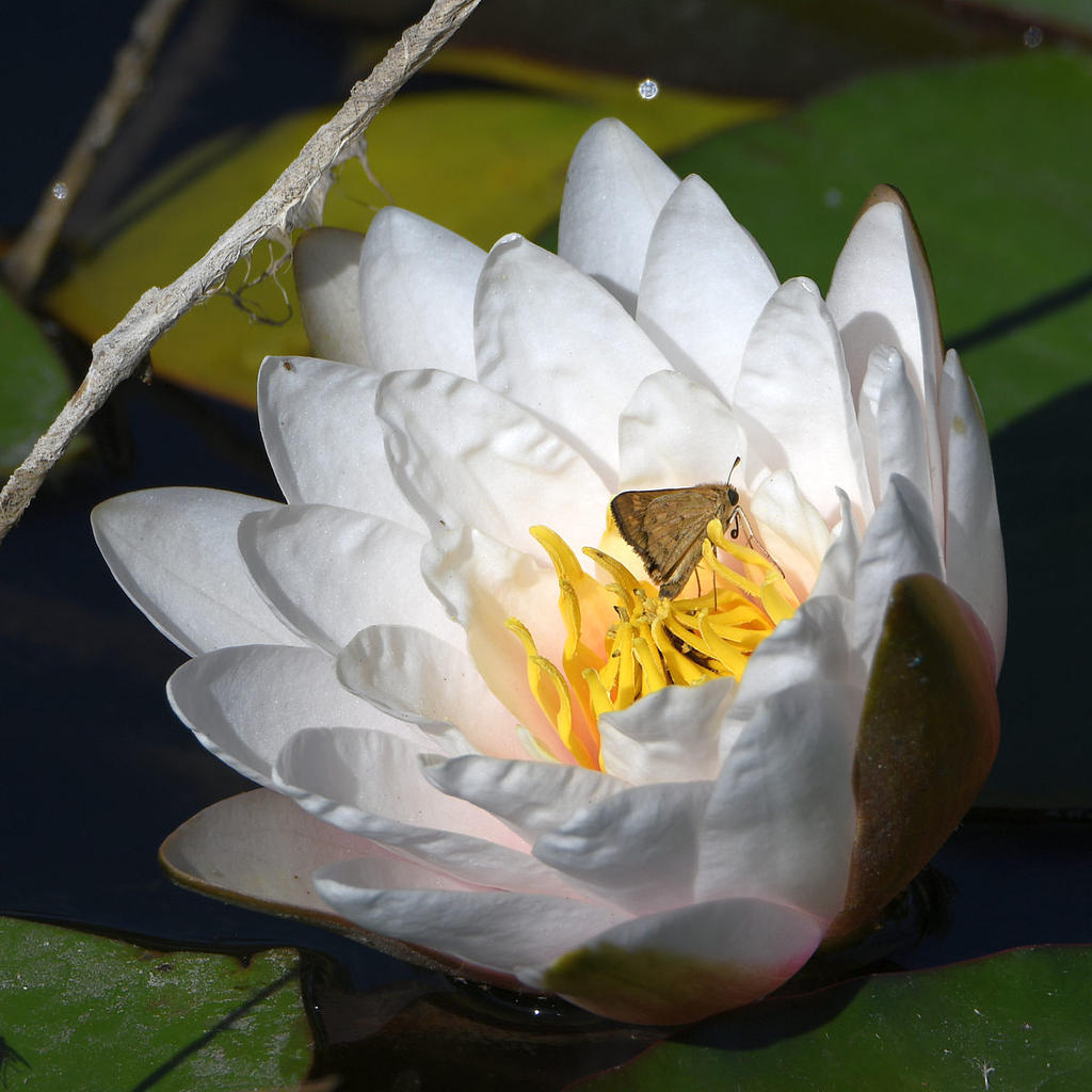 Waterlily.jpg
