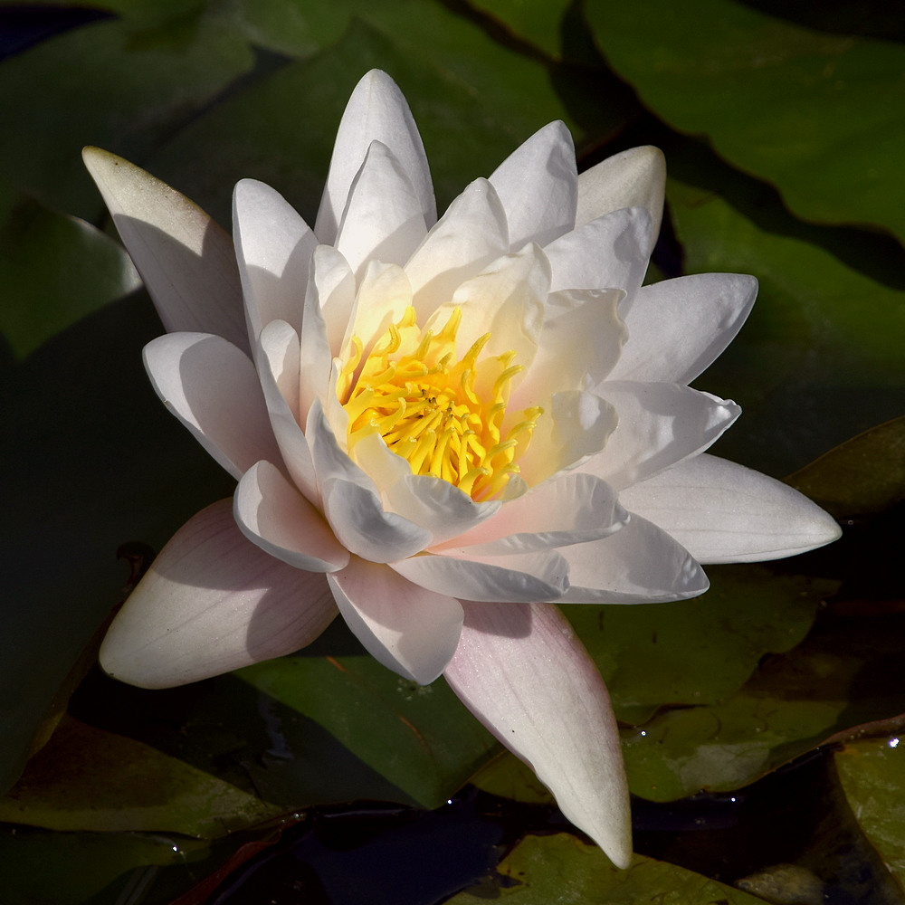Waterlily2.jpg