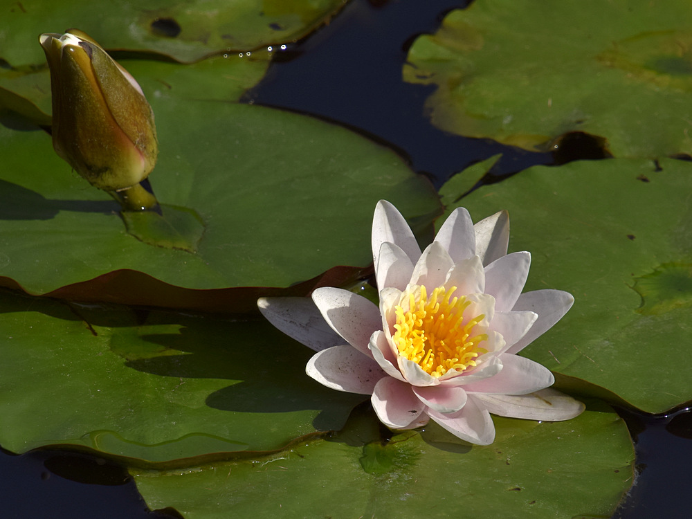 Waterlily3.jpg
