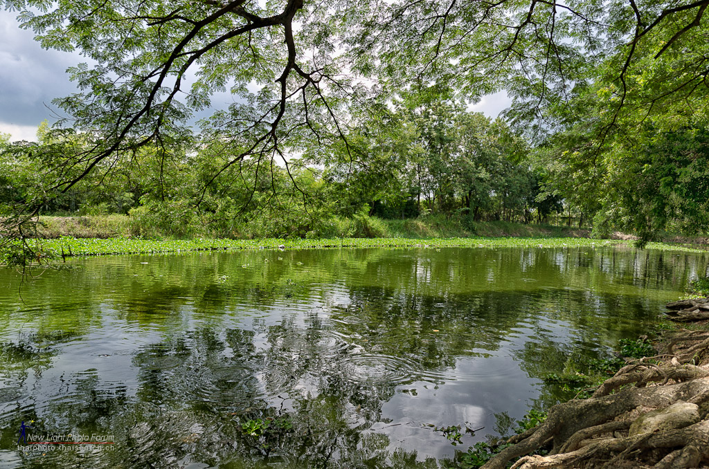 watpond1.jpg
