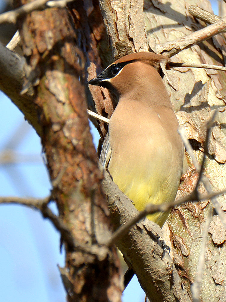Waxwing.jpg