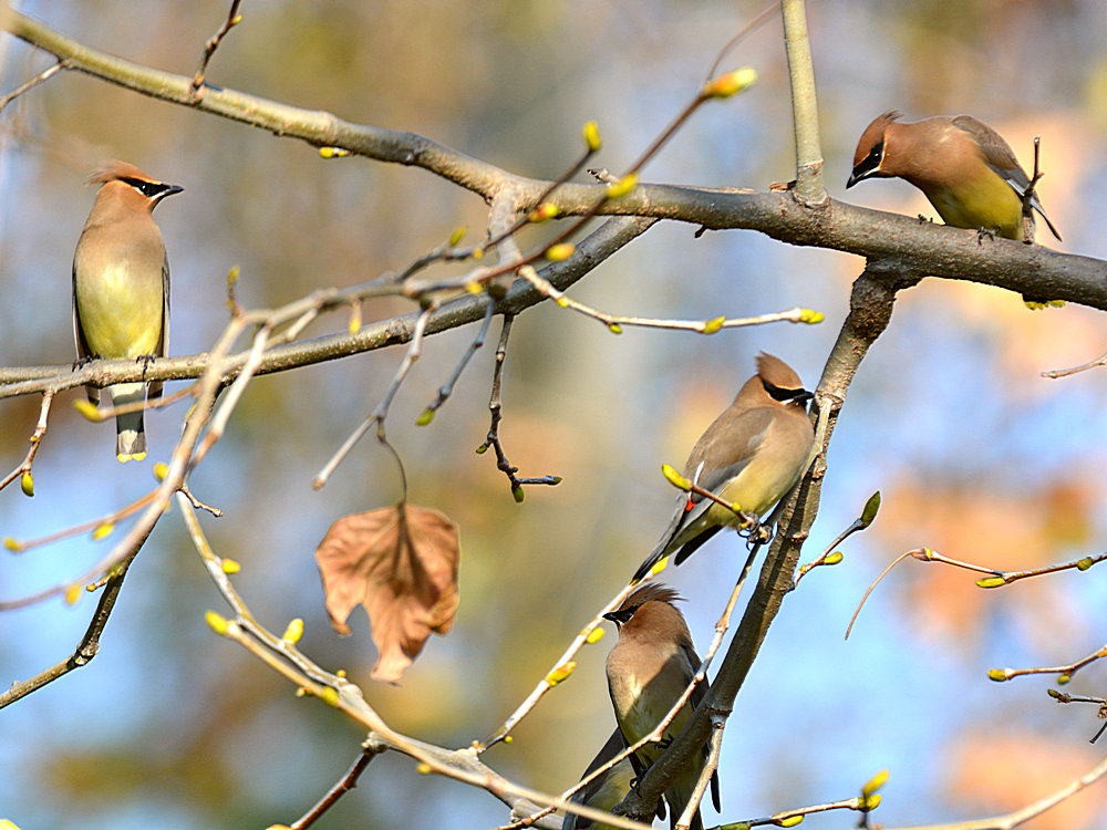 Waxwing.jpg