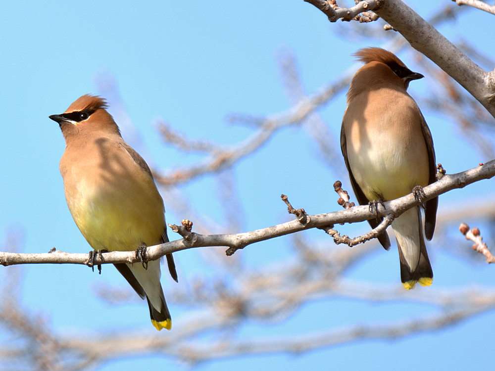 Waxwing.jpg